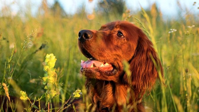 Vad Du Ska Göra Om Din Hund Blir Stucken Av Ett Bi.Behandling, Symtom Och Mer